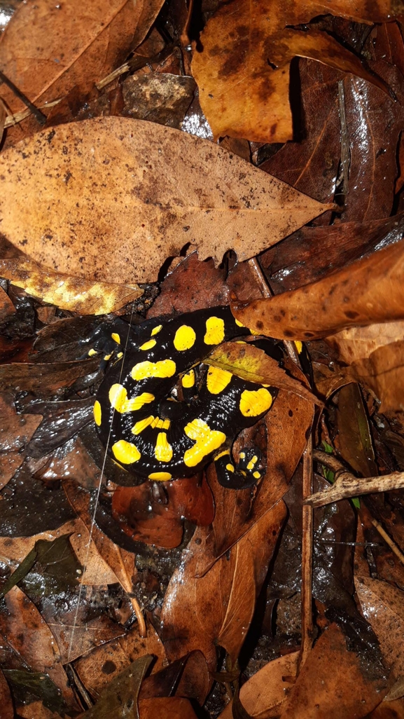 Salamandra infraimmaculata  photographed by רמדאן עיסא 