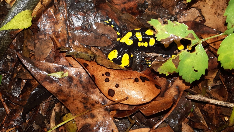 Salamandra infraimmaculata  photographed by רמדאן עיסא 