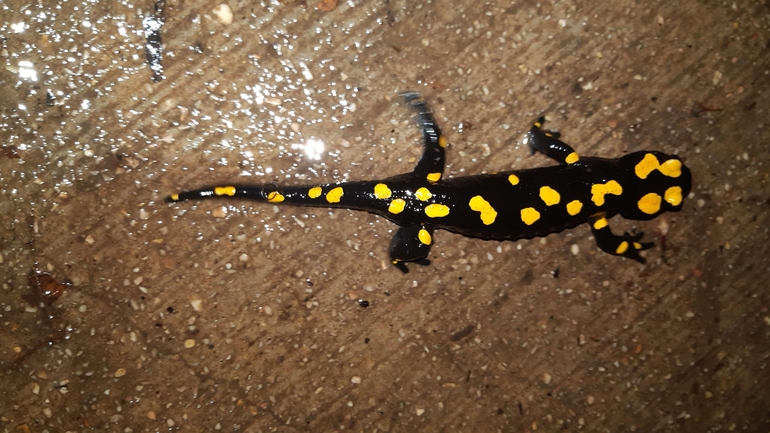 Salamandra infraimmaculata  photographed by רמדאן עיסא 