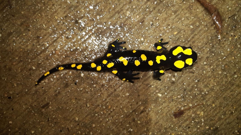 Salamandra infraimmaculata  photographed by רמדאן עיסא 