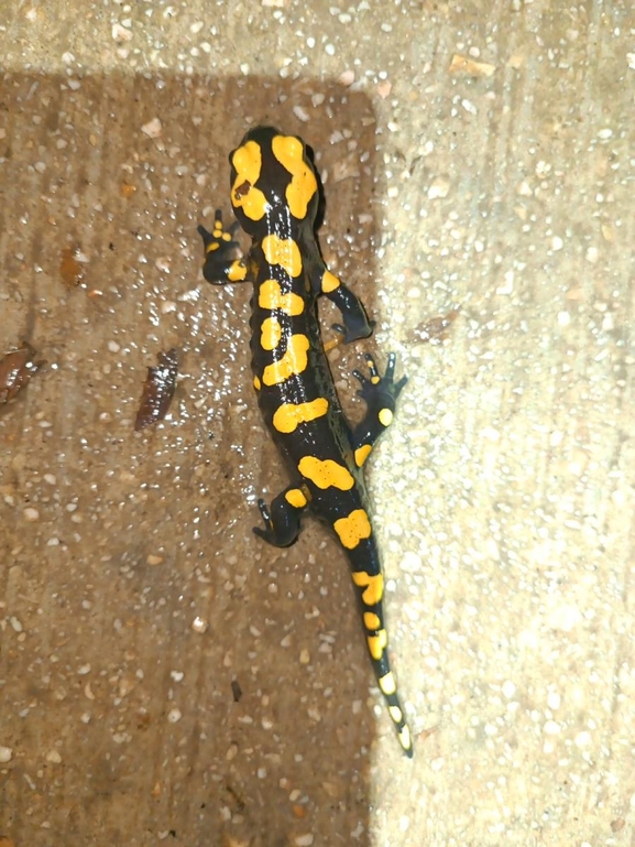 Salamandra infraimmaculata  photographed by רמדאן עיסא 