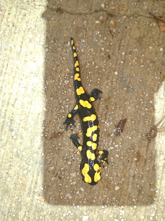 Salamandra infraimmaculata  photographed by רמדאן עיסא 