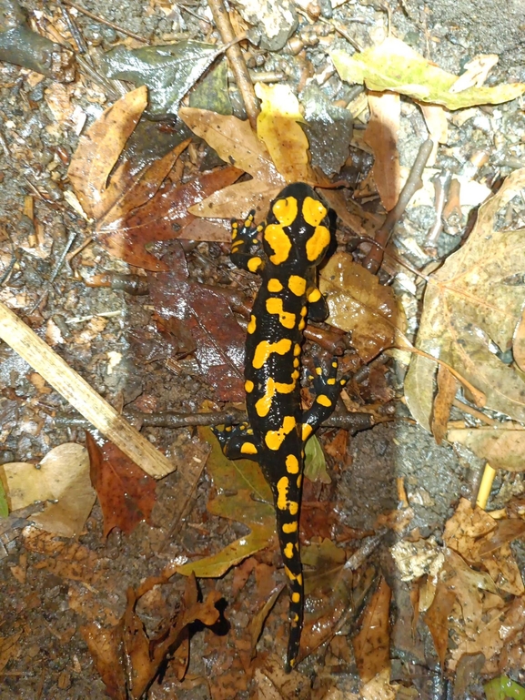 Salamandra infraimmaculata  photographed by רמדאן עיסא 