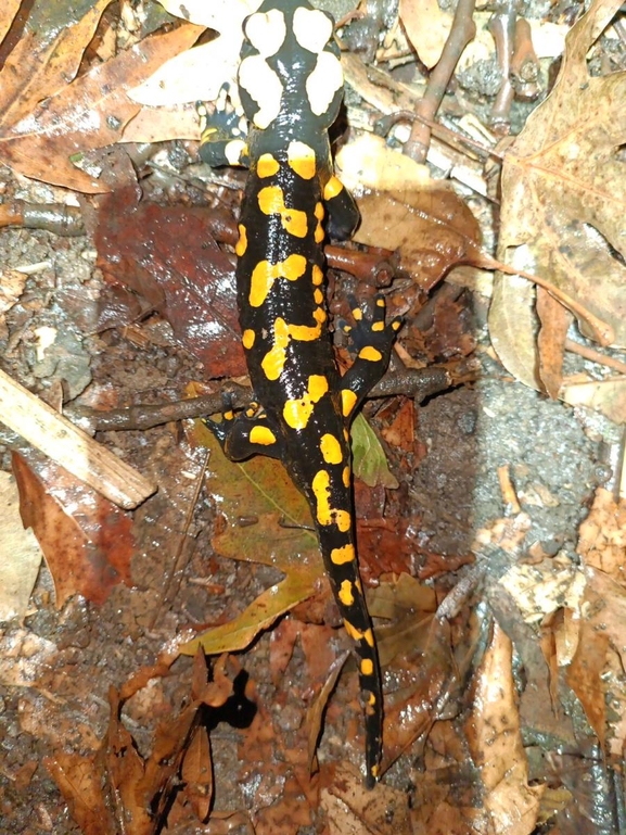 Salamandra infraimmaculata  photographed by רמדאן עיסא 