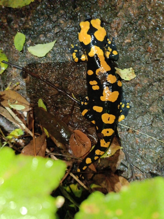 Salamandra infraimmaculata  photographed by רמדאן עיסא 