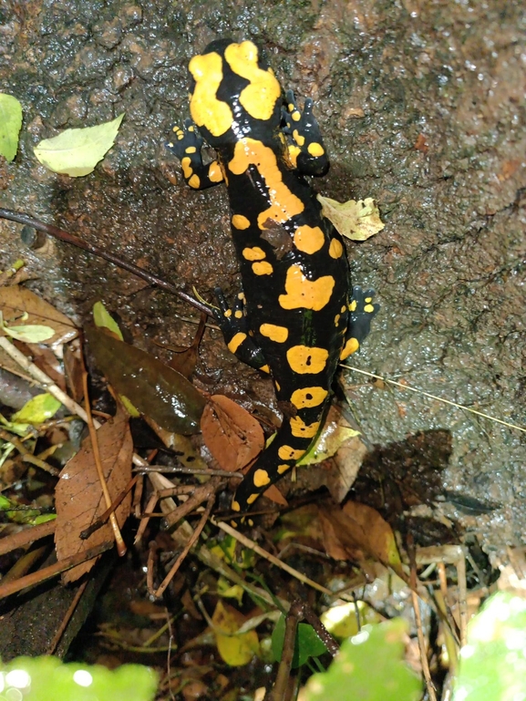 Salamandra infraimmaculata  photographed by רמדאן עיסא 