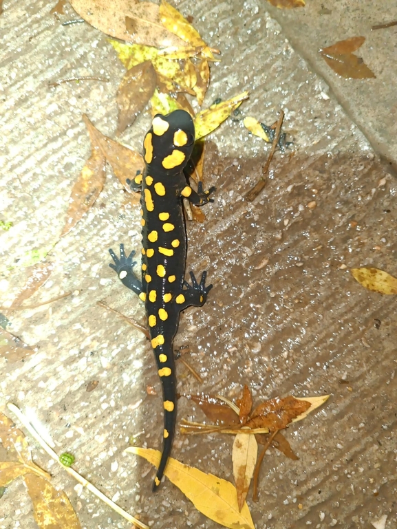 Salamandra infraimmaculata  photographed by רמדאן עיסא 