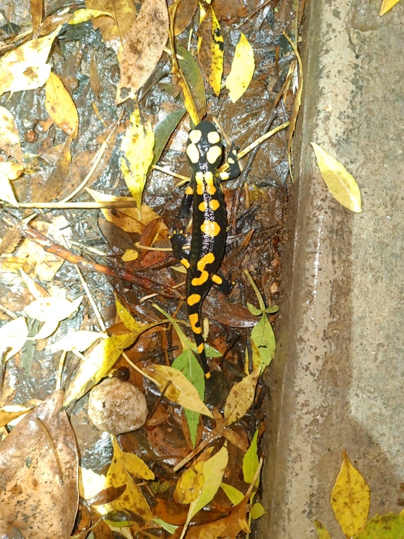 Salamandra infraimmaculata  photographed by רמדאן עיסא 