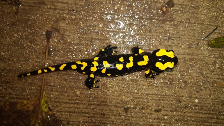 Salamandra infraimmaculata  photographed by רמדאן עיסא 