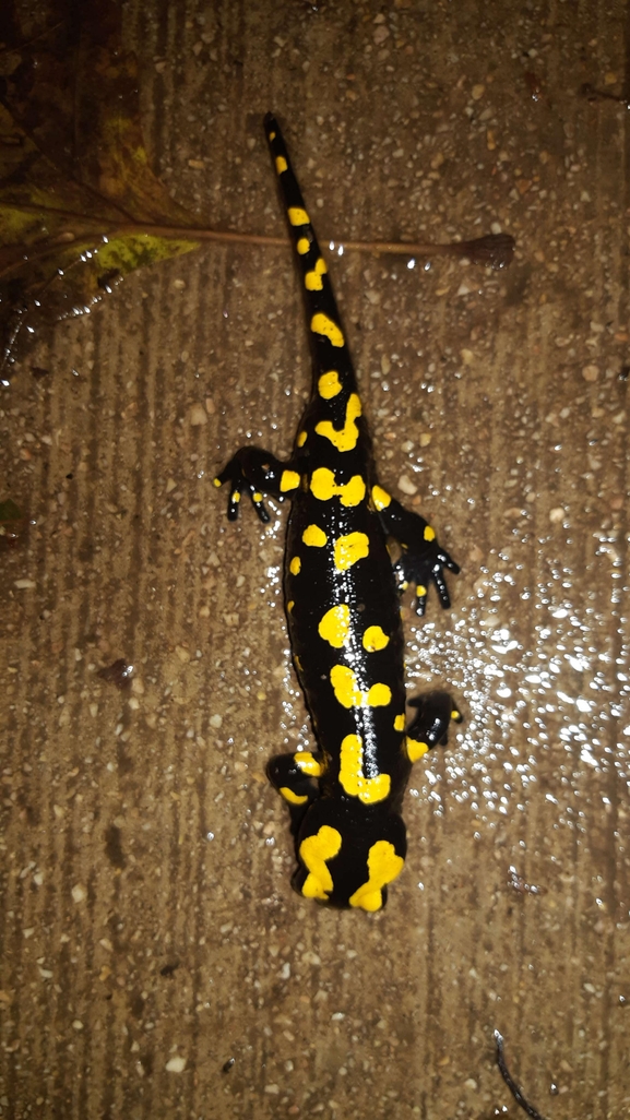 Salamandra infraimmaculata  photographed by רמדאן עיסא 