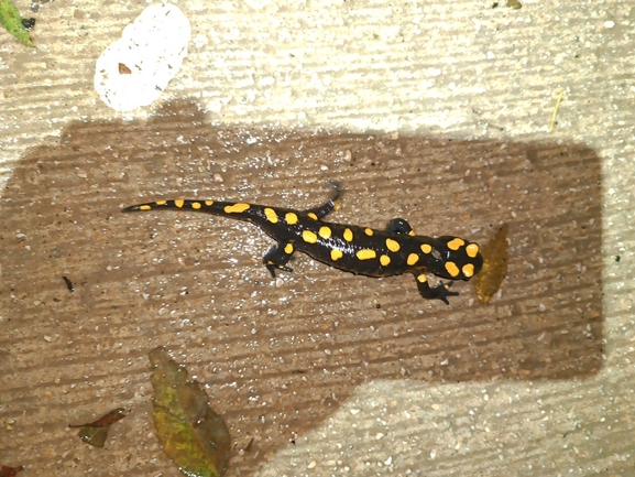 Salamandra infraimmaculata  photographed by רמדאן עיסא 