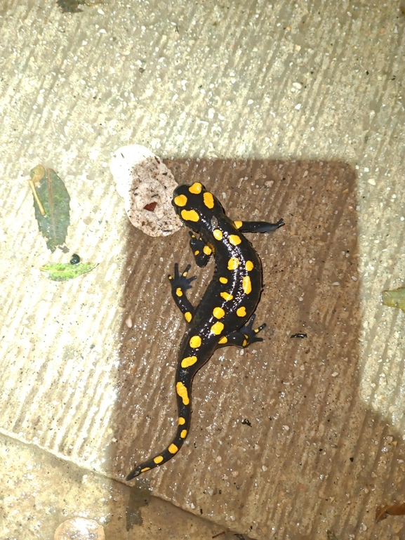 Salamandra infraimmaculata  photographed by רמדאן עיסא 