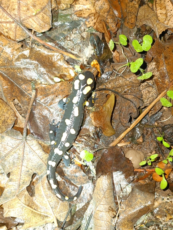 Salamandra infraimmaculata  photographed by רמדאן עיסא 