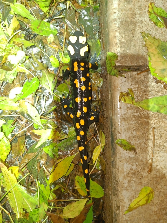 Salamandra infraimmaculata  photographed by רמדאן עיסא 