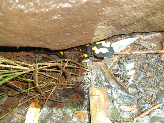 Salamandra infraimmaculata  photographed by רמדאן עיסא 