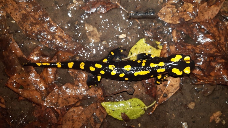 Salamandra infraimmaculata  photographed by רמדאן עיסא 