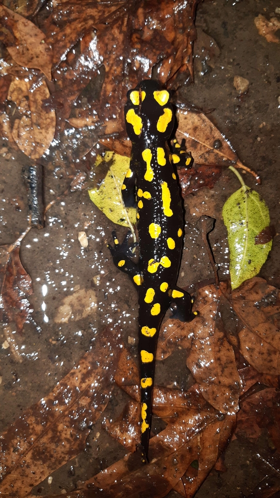 Salamandra infraimmaculata  photographed by רמדאן עיסא 