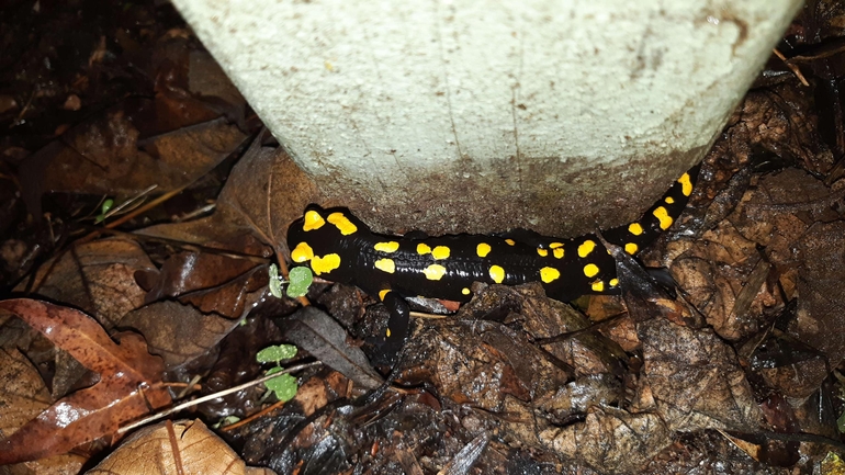 Salamandra infraimmaculata  photographed by רמדאן עיסא 