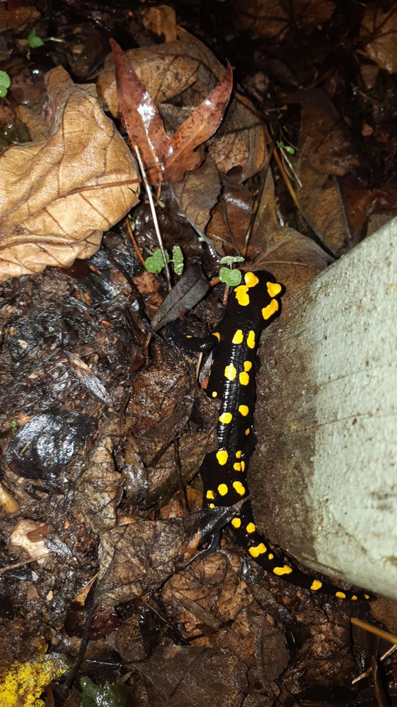 Salamandra infraimmaculata  photographed by רמדאן עיסא 