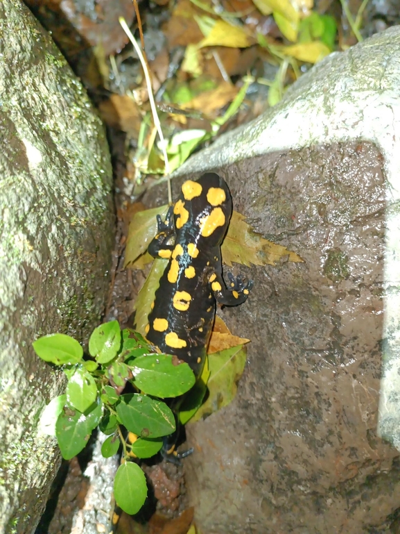 Salamandra infraimmaculata  photographed by רמדאן עיסא 