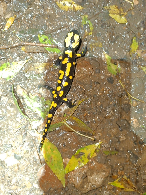 Salamandra infraimmaculata  photographed by רמדאן עיסא 