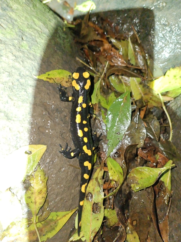 Salamandra infraimmaculata  photographed by רמדאן עיסא 