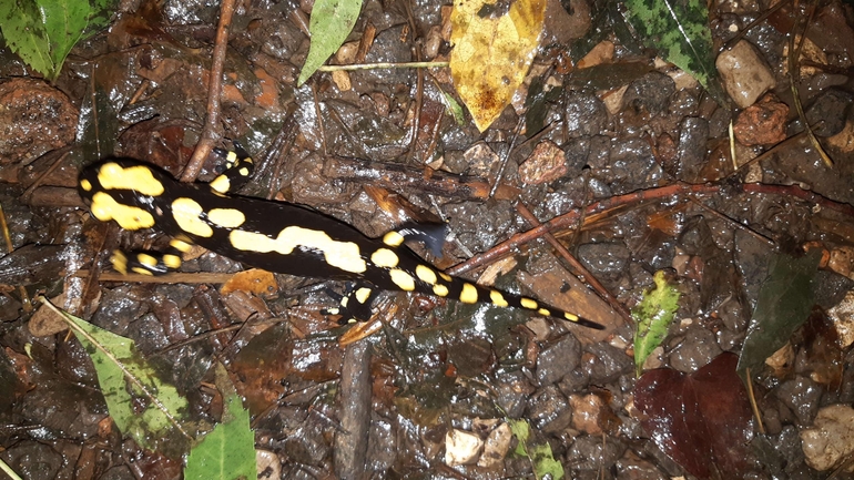 Salamandra infraimmaculata  photographed by רמדאן עיסא 