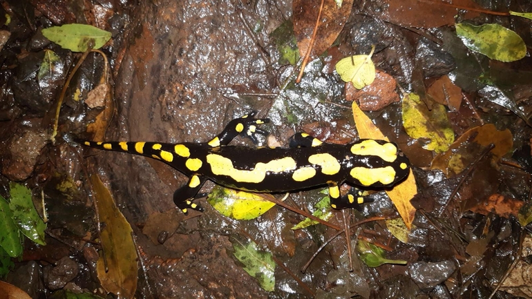 Salamandra infraimmaculata  photographed by רמדאן עיסא 