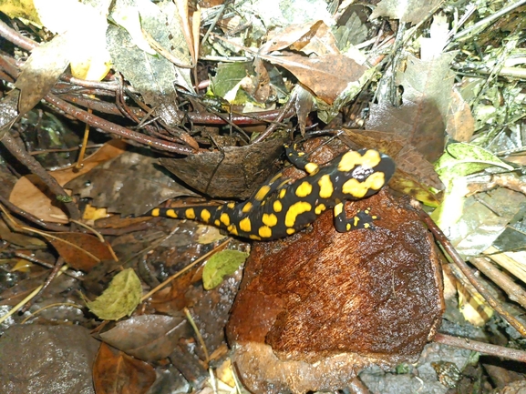 Salamandra infraimmaculata  photographed by רמדאן עיסא 