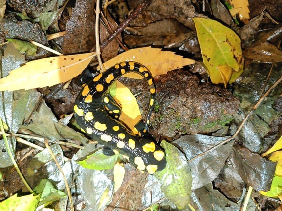 Salamandra infraimmaculata  photographed by רמדאן עיסא 