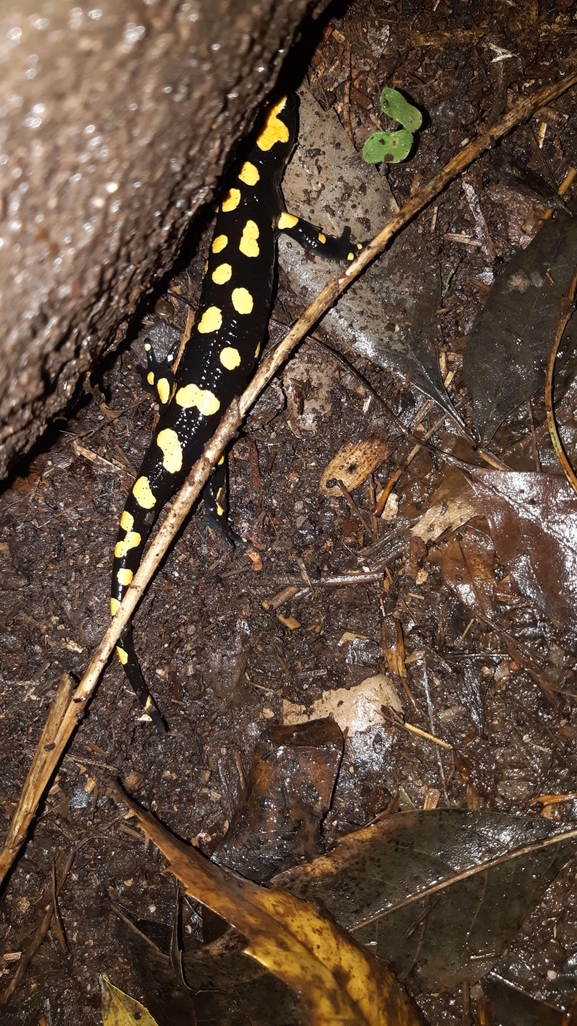 Salamandra infraimmaculata  photographed by רמדאן עיסא 