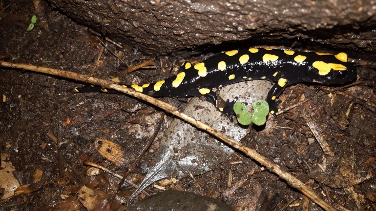 Salamandra infraimmaculata  photographed by רמדאן עיסא 