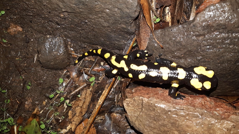 Salamandra infraimmaculata  photographed by רמדאן עיסא 