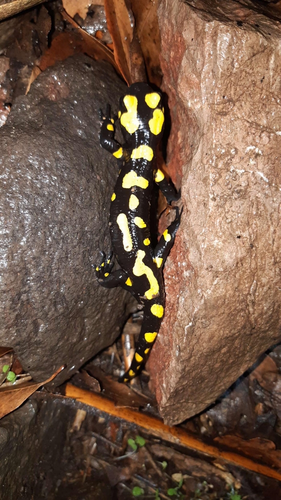 Salamandra infraimmaculata  photographed by רמדאן עיסא 