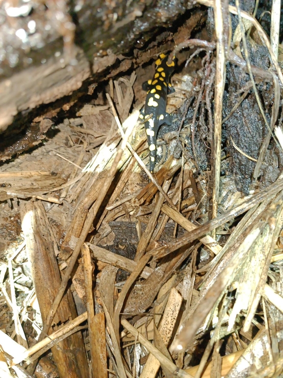 Salamandra infraimmaculata  photographed by רמדאן עיסא 