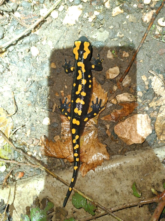 Salamandra infraimmaculata  photographed by רמדאן עיסא 