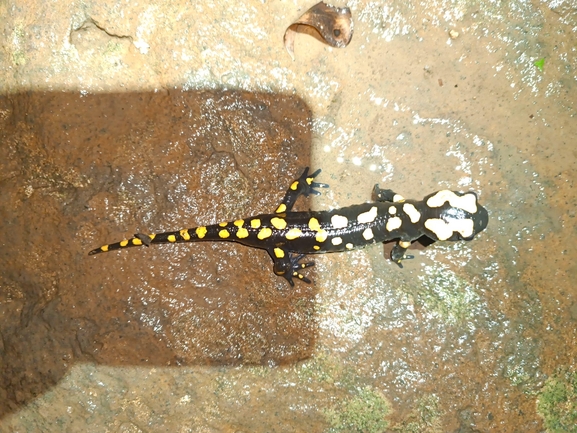 Salamandra infraimmaculata  photographed by רמדאן עיסא 