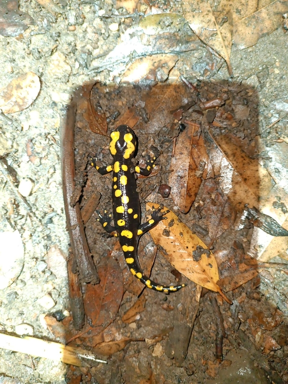 Salamandra infraimmaculata  photographed by רמדאן עיסא 