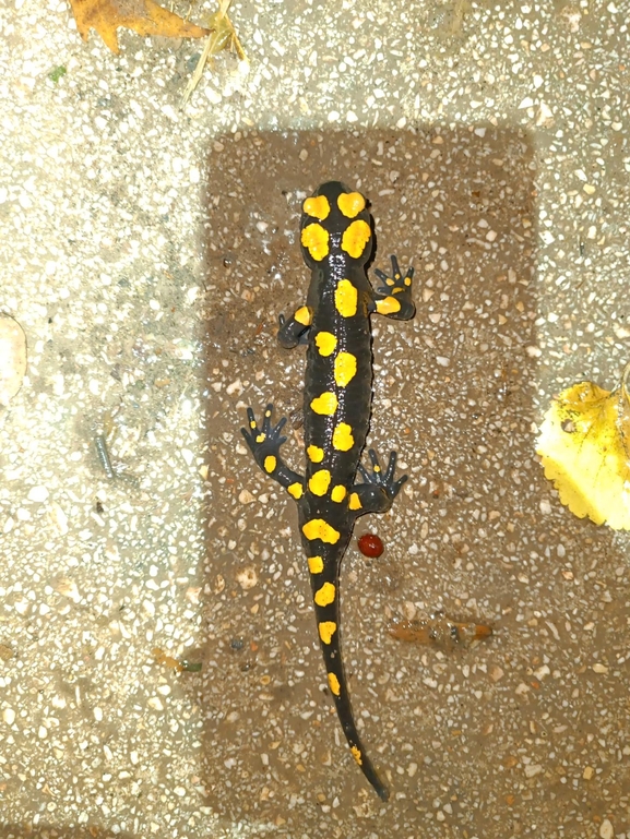 Salamandra infraimmaculata  photographed by רמדאן עיסא 