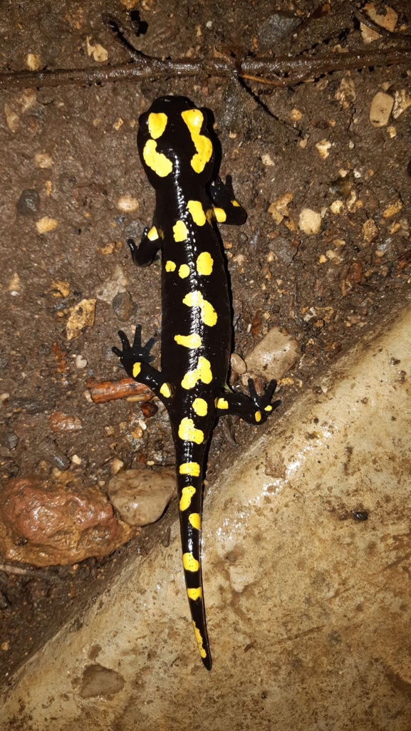 Salamandra infraimmaculata  photographed by רמדאן עיסא 