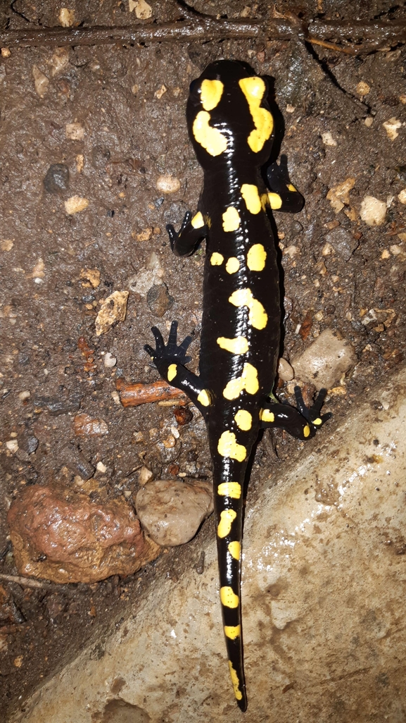 Salamandra infraimmaculata  photographed by רמדאן עיסא 