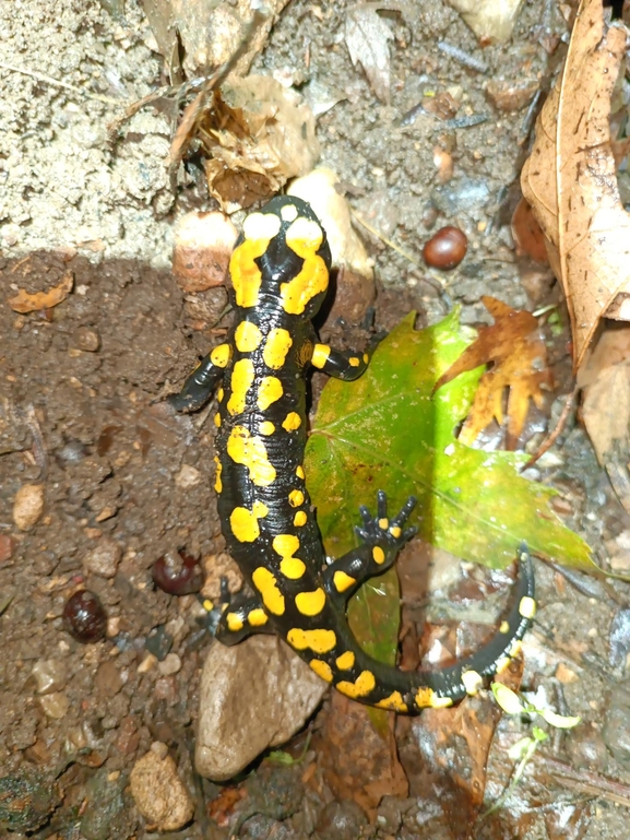 Salamandra infraimmaculata  photographed by רמדאן עיסא 