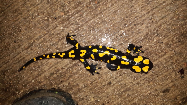 Salamandra infraimmaculata  photographed by רמדאן עיסא 