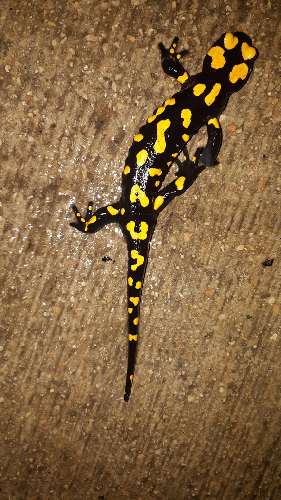 Salamandra infraimmaculata  photographed by רמדאן עיסא 