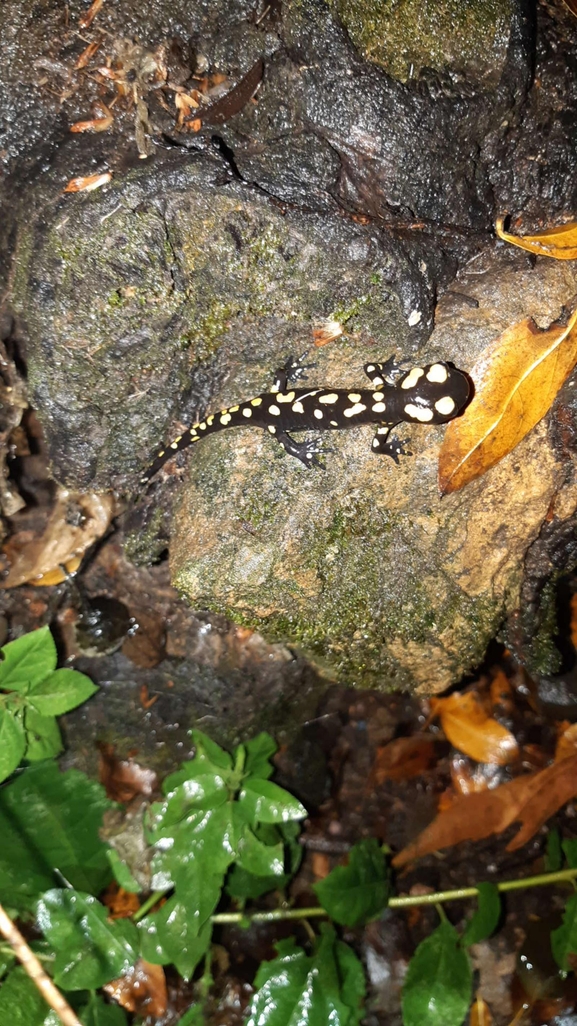 Salamandra infraimmaculata  photographed by רמדאן עיסא 