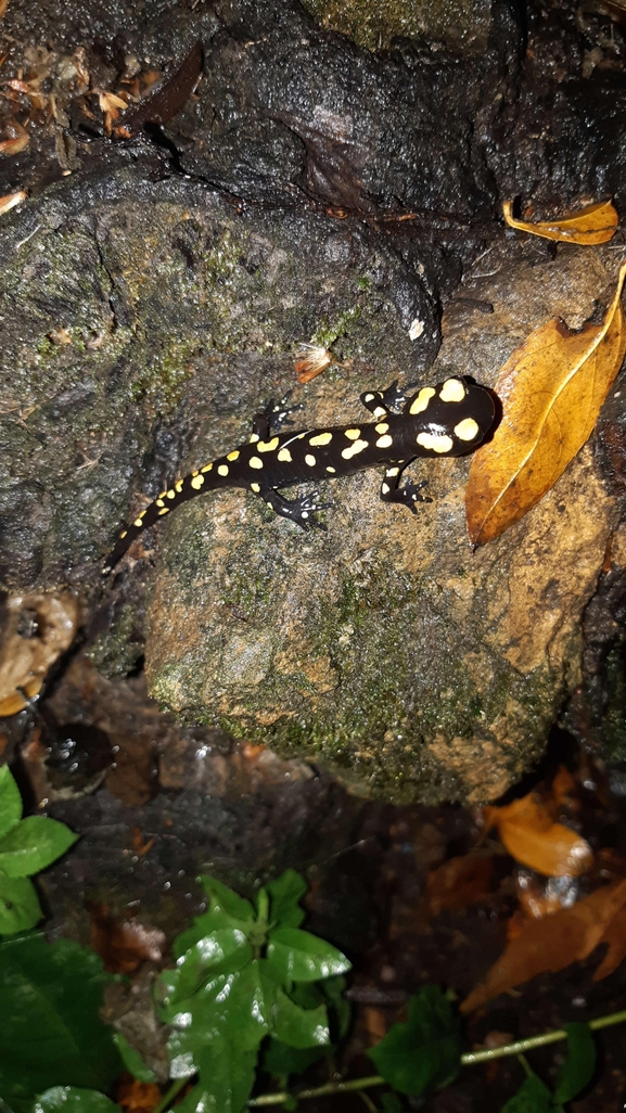 Salamandra infraimmaculata  photographed by רמדאן עיסא 