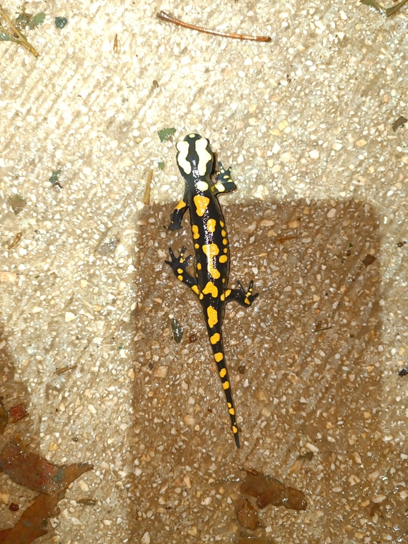 Salamandra infraimmaculata  photographed by רמדאן עיסא 