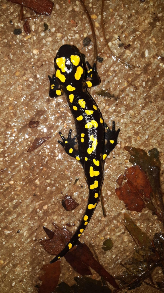 Salamandra infraimmaculata  photographed by רמדאן עיסא 