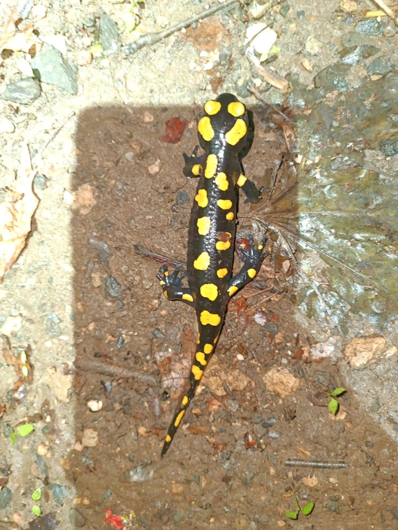 Salamandra infraimmaculata  photographed by רמדאן עיסא 