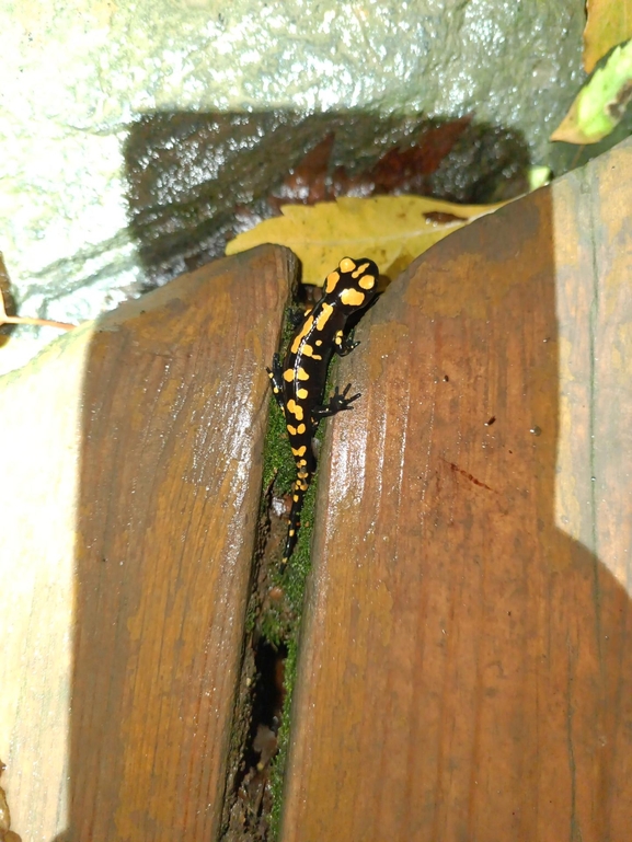 Salamandra infraimmaculata  photographed by רמדאן עיסא 